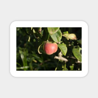 alb red apple Magnet