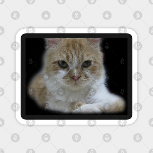 Cute Cat Face Photography Magnet by Looly Elzayat