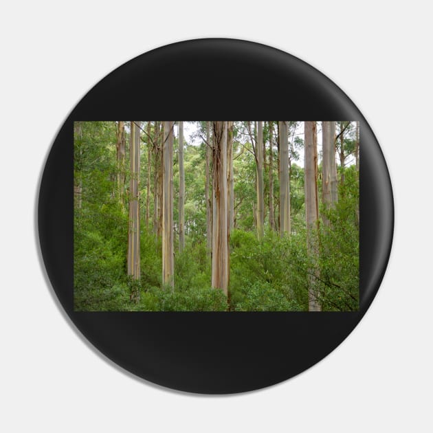 Many tall gum trees in Otway National Park. Pin by sma1050