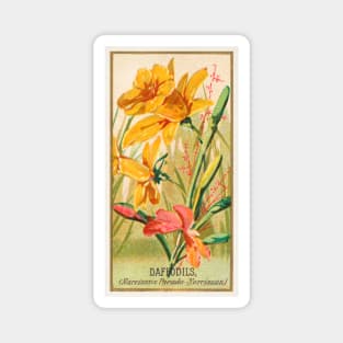 Daffodils (Narcissis Pseudo-Narcissus) Magnet