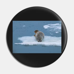 Arctic Seal Hitching a Lift Around Svalbard Pin