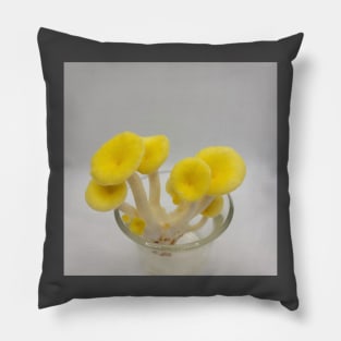 Yellow Oyster Mushroom in glass Pillow