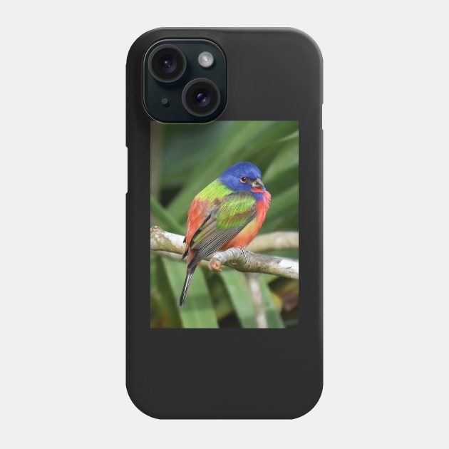 Painted Bunting Bird on Branch Phone Case by candiscamera