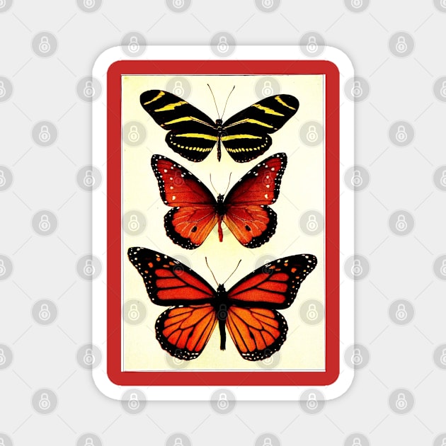 Zebra and Milkweed Butterflies, 1904 Magnet by gumbogirlonline