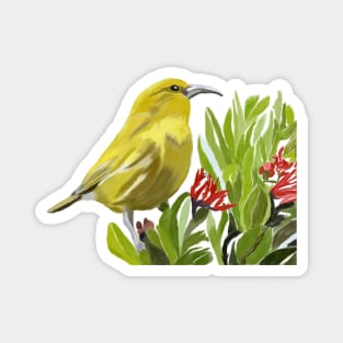 ‘Amakihi, Hawaiian Bird Magnet