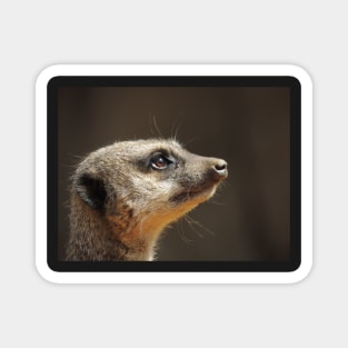 Meerkat Magnet