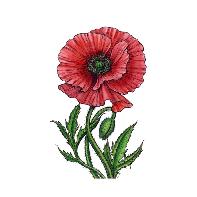 Red poppy, watercolor and ink by katerinamk