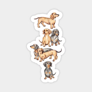 Dachshunds and Dogwood Blossoms Magnet