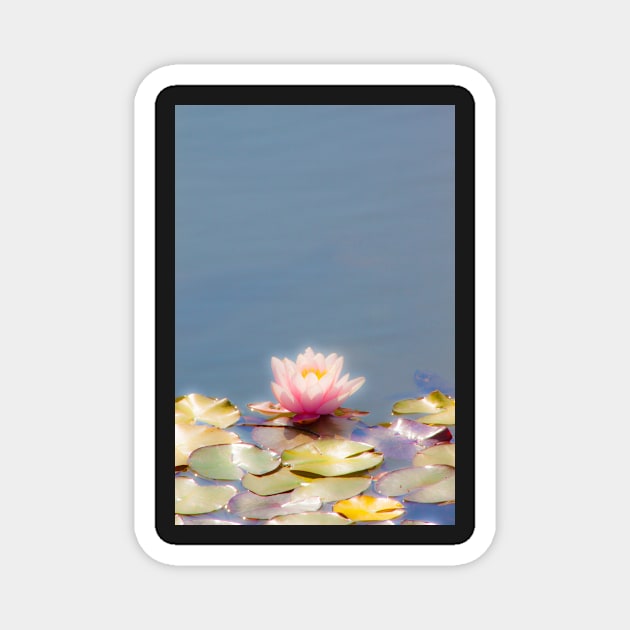 waterlily. nenúfar Magnet by terezadelpilar