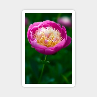 Pink Peony Magnet