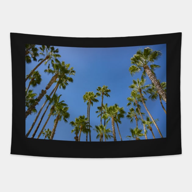 palm trees Tapestry by sma1050