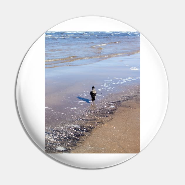 Grey crow walking in sea water near seacoast Pin by lena-maximova