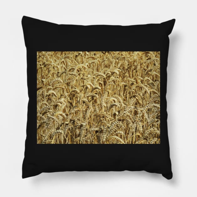 Wheatfield Pillow by AlexaZari