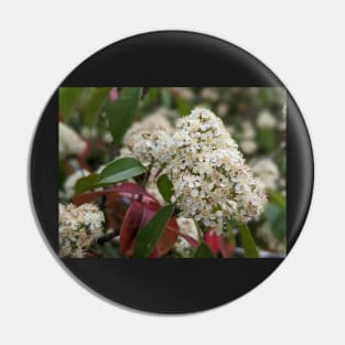 Tiny White Tree Flowers 1 Pin