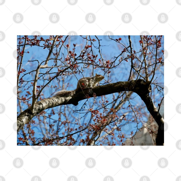 Central Park Squirrel by Magic Moon