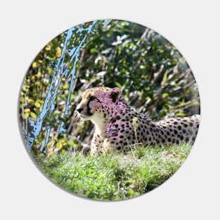 Gepard / Swiss Artwork Photography Pin