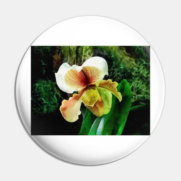 Paph Hellas Westonbirt Orchid Pin by SusanSavad