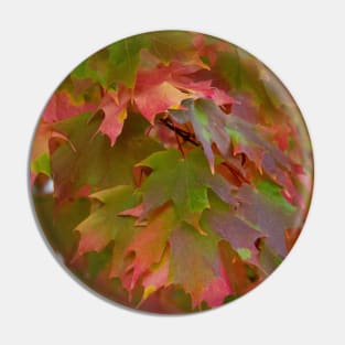 colorful fall maple leaves thanksgiving Pin