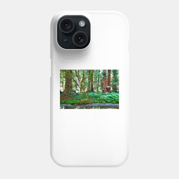 Muir Woods Study 11 Phone Case by bobmeyers