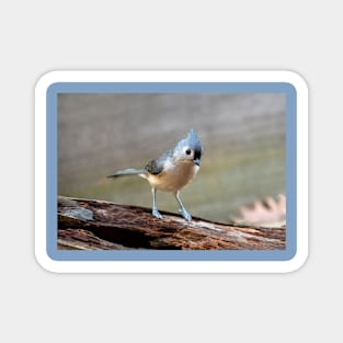 Sweet little bird on a log Magnet