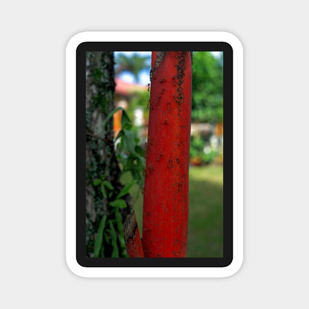 red ants Magnet by likbatonboot