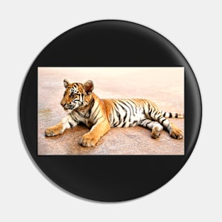Tiger Cub Lying Down, Thailand Pin