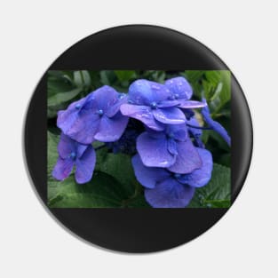 Perfect Blue Hydrangea in the Rain Pin