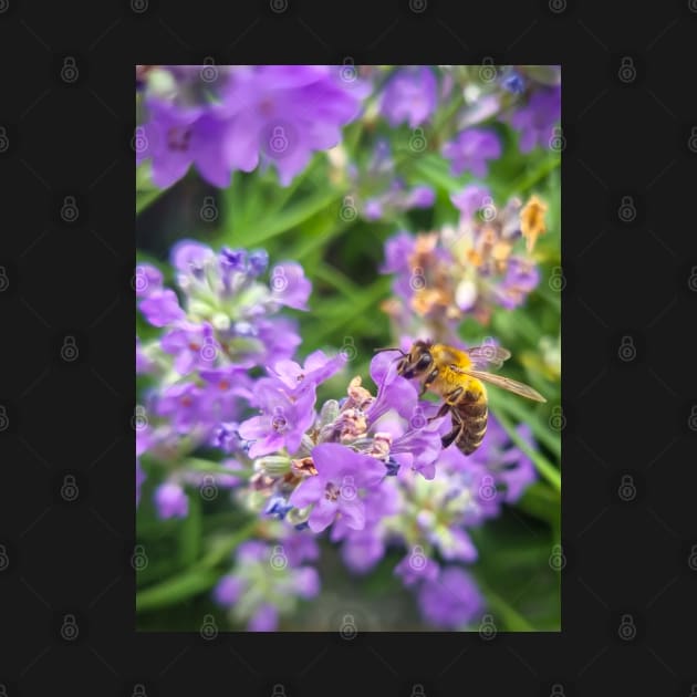 Honey bee on a purple lavender flower by Anastasia-03