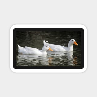 Pekin Duck, South Astralia Magnet