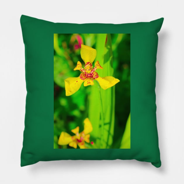 Yellow red lily blossom on green background Pillow by kall3bu