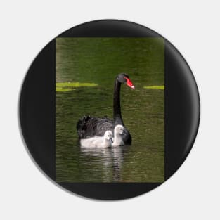 Black Swan and Cygnets Pin