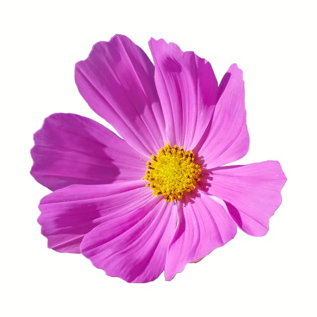 Hot Pink Cosmos Flower for Mothers Day by ellenhenryflorals