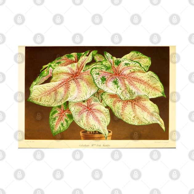 Caladium 'White Queen' - Botanical Illustration by chimakingthings