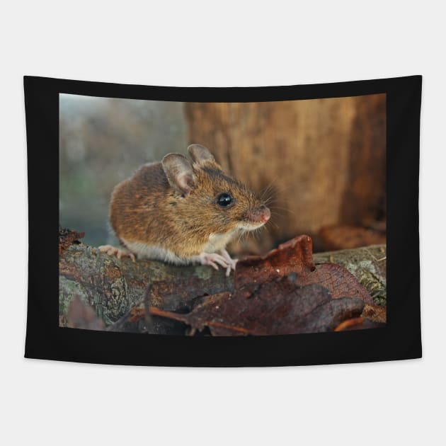 Wild Woodmouse Tapestry by Furtographic