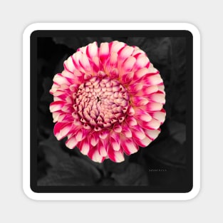 Pink and white dahlia designs Magnet