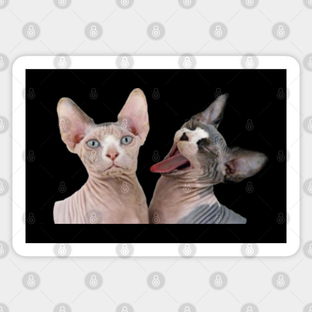 Grumpy Cats Funny Pets Animal Lover Sphynx Cat Sticker Teepublic