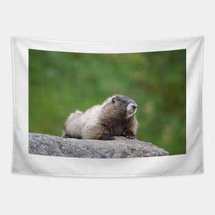 Hoary marmot (Marmota caligata) Tapestry