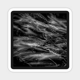 Scrubland Grass Abstract Magnet