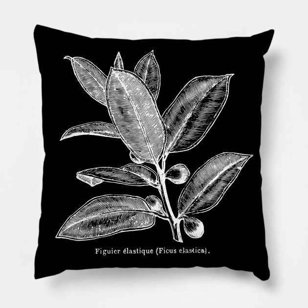 Ficus Elastica (Rubber Tree) - White Print