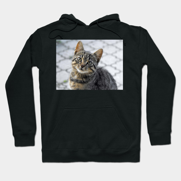 cat looking sweatshirt