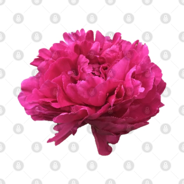 Hot Pink Peony in Full Bloom by InalterataArt