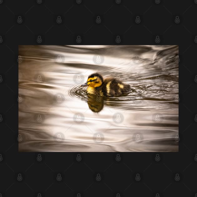 Cute tiny duckling swimming by AYatesPhoto