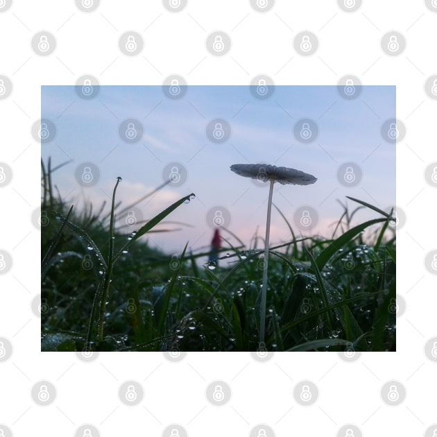 Mushroom And Morning Dew by Vikinoko Micro Photography