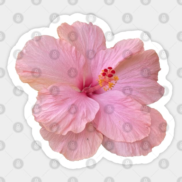 Hibiscus Flower Sticker