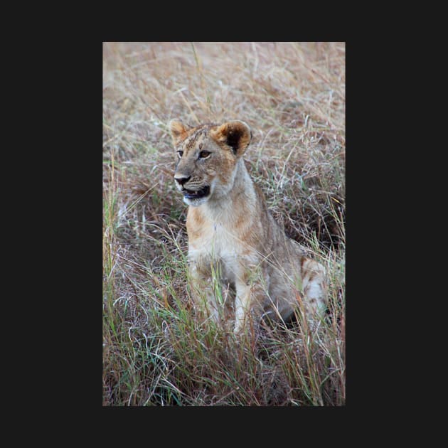 Young Lion in the Grass, Maasai Mara, Kenya by Carole-Anne