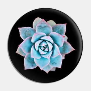 Echeveria blue bird Pin