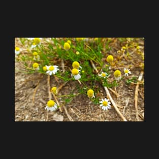 Chamomile Flower Outdoors Photo #2 T-Shirt