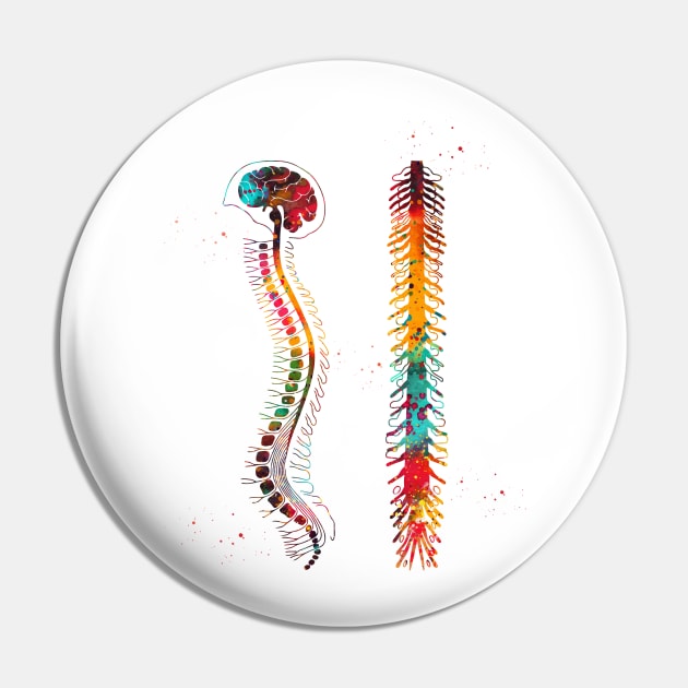 Brain with spinal cord Pin by erzebeth