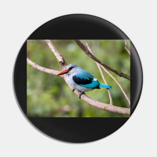 Woodland Kingfisher, Ngorongoro Crater, Tanzania Pin