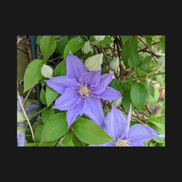 Clematis Fuji-Museme Flowers 4 by AustaArt